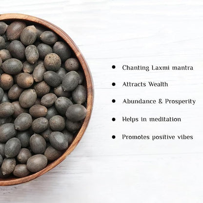 Lotus Plant Seed (Piece of 50)