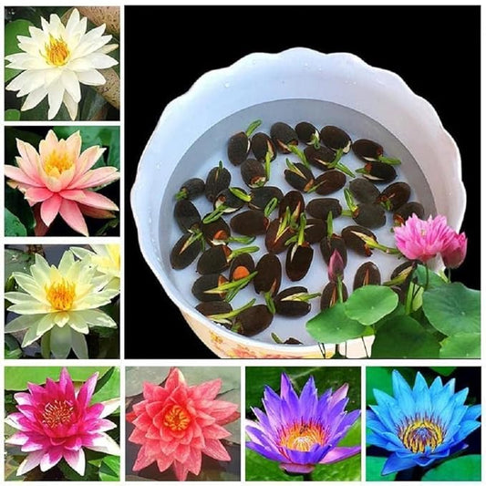 Lotus Plant Seed (Piece of 50)